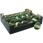 BIO AVOCAT BANDEAU 18PCS